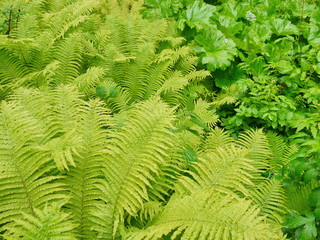 Farn Natur Hintergrund