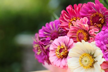 bouquet of pink, purple, white  zinnias on green blurred background