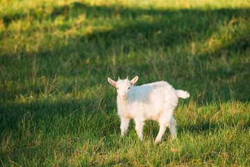 Kid Goat Grazes On Green Summer Grass On A Sunny Day. Goat Eating