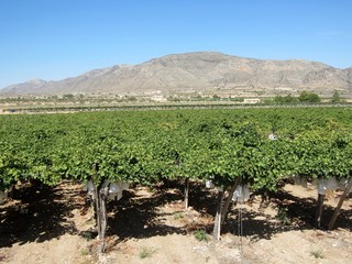 Fototapeta na wymiar vineyard with Vinalopo denomination bagged grapes