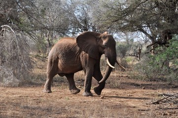 elefante