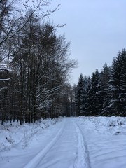 Nature in winter