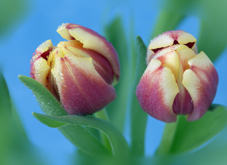Fototapeta premium Tulips in flower Spring photographed using soft focus technique