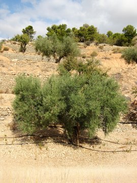 terraced olive trees with drip irrigation
