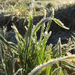 Frosty Grass