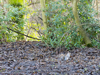 A gray Squirrel hops along the undergrowth foraging for food on a winters morning