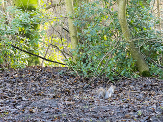 A gray Squirrel hops along the undergrowth foraging for food on a winters morning