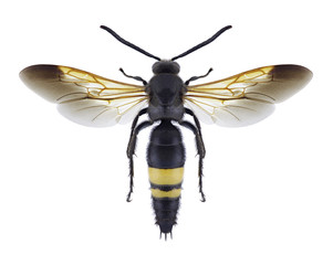 Wasp Scolia erythrocephala erythrocephala (male) on a white background