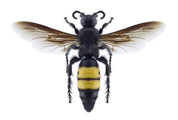 Wasp Scolia galbula (female) on a white background