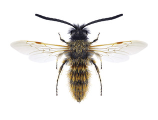 Wasp Dasyscolia ciliata ciliata (male) on a white background