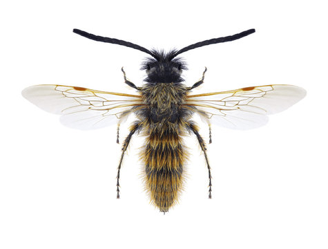 Wasp Dasyscolia ciliata ciliata (male) on a white background