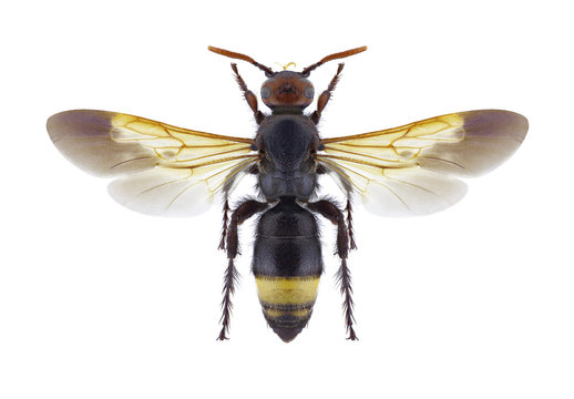 Wasp Scolia erythrocephala erythrocephala (female) on a white background