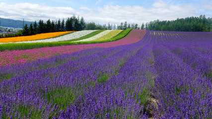 Fototapeta na wymiar lavender field and another flower field , nature background