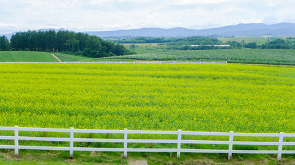 Fototapeta na wymiar rapeseed field and the white wood fence