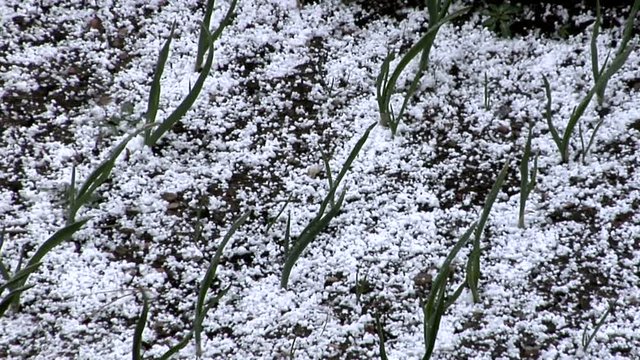 Graupel Shower Falls On Spring Garden