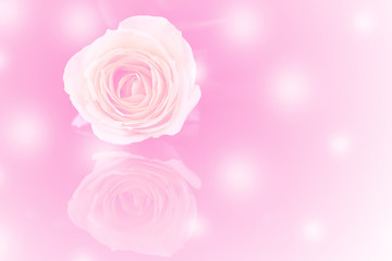 closeup rose on pink background