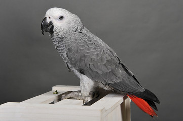perroquet gris du gabon