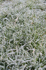 Frozen green grass