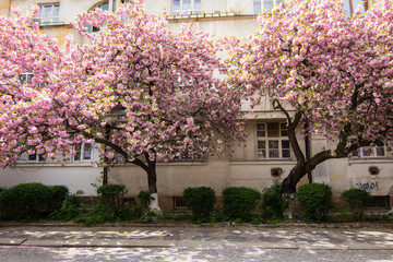 Pink sakura blossom on streets of town doring springtime