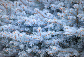 Blue fir marestails closeup in autumn