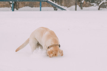 Labrador Dog Play Run Outdoor In Snow, Winter Season