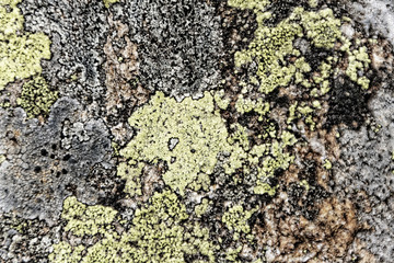 Lichens à la Réserve Naturelle des Aiguilles Rouges