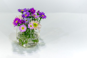 flower in glass pot on white background.