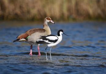 Pied avocet and Egyptian goose