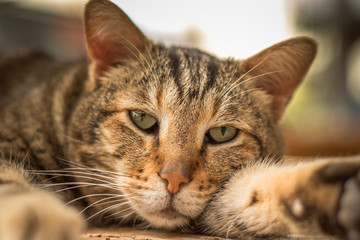 cat lay with open eyes