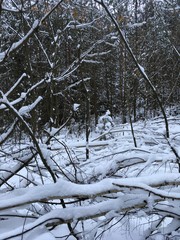 Fototapeta premium Nature in winter