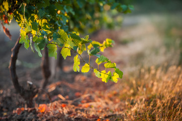 vine in the field