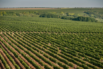 panoramic view of the vineyards fields