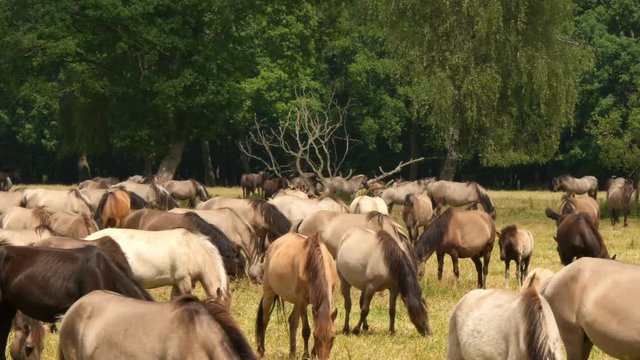 wild horses time lapse 4k UHD 11649
