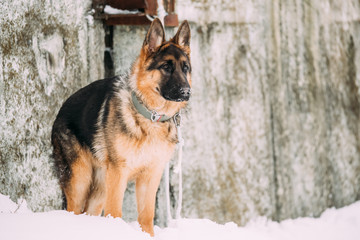 German Shepherd Alsatian Wolf Dog Staying Outdoor Near Wall At Winter