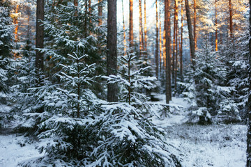Sunset forest covered with snow