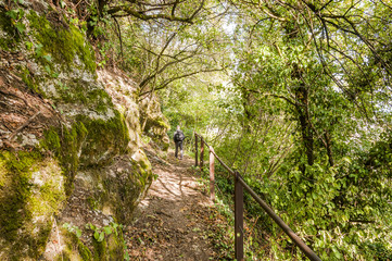 Fototapeta premium Twann, Weinberg, Wanderweg, Wald, Bielersee, St. Petersinsel, Dorf, Weinbauer, Herbst, Schweiz