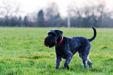 close up schnauzer dog in the countryside