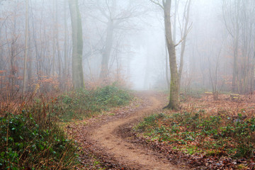 Obraz premium English woodland on a foggy misty morning