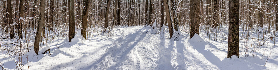 Fototapeta na wymiar winter snow-covered road through the deciduous forest - winter landscape, banner, panorama