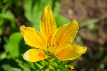 yellow lily flower in the garden beautiful bright sunny colors
