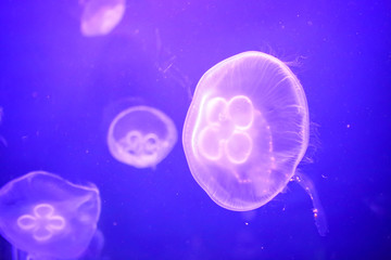 Group of Jelly fish. Shallow focus, debris in water.