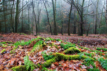 Fototapety na wymiar - Fototapeta24.pl