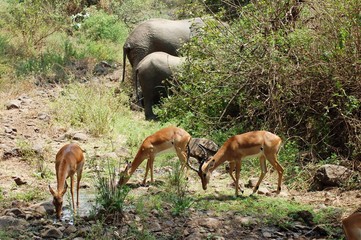 Naklejka na ściany i meble antelopes in the Lake Manyara National Park - Tanzania