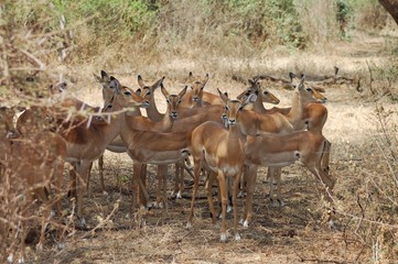 antelopes in the Lake Manyara National Park - Tanzania