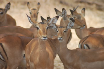 antelopes in the Lake Manyara National Park - Tanzania