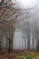 English woodland on a foggy misty morning