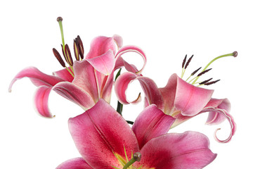 Lilies
