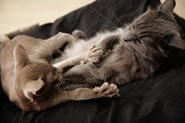 fighting pet cats on black cushion