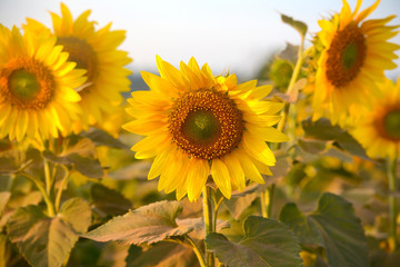Obraz premium Sunflower field