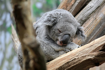 Portrait of a koala sleeping on tree